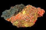 Bright Orange Crocoite Crystal Cluster - Tasmania #103803-1